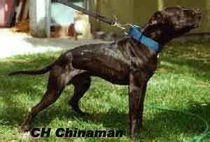pit bull terrier americano, apbt chinaman ch rom