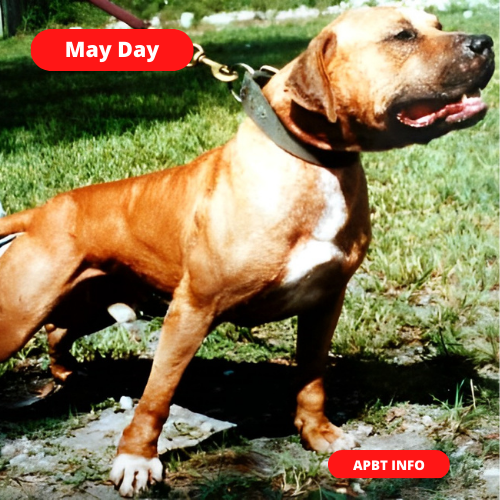 Southern Kennels GR CH May Day ROM