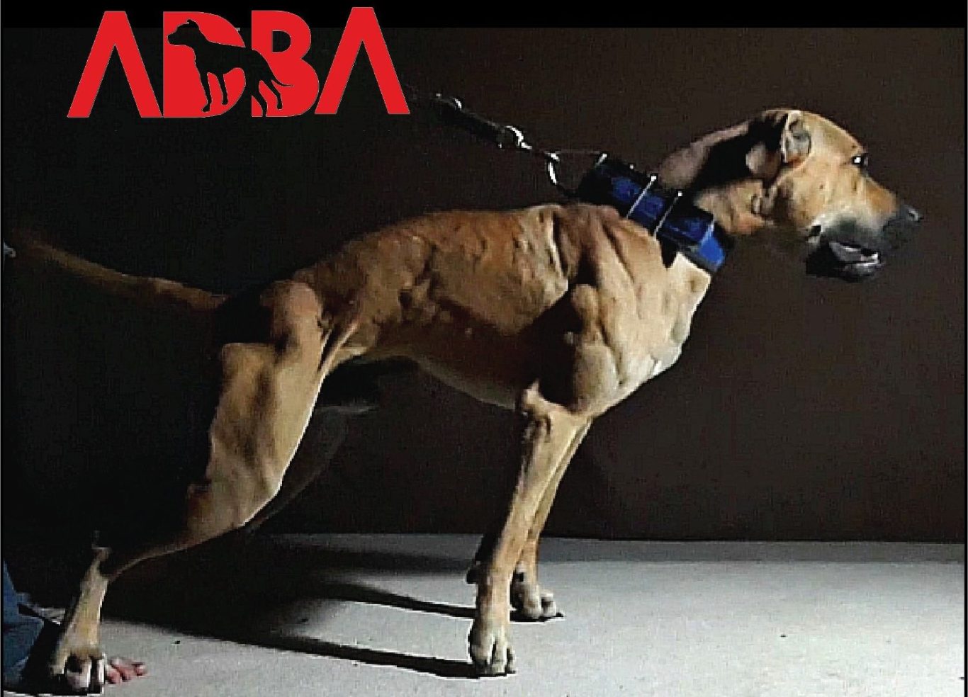 pit bull terrier americano, apbt adba gamedog